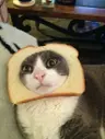 Profile picture of xiaoismyhome